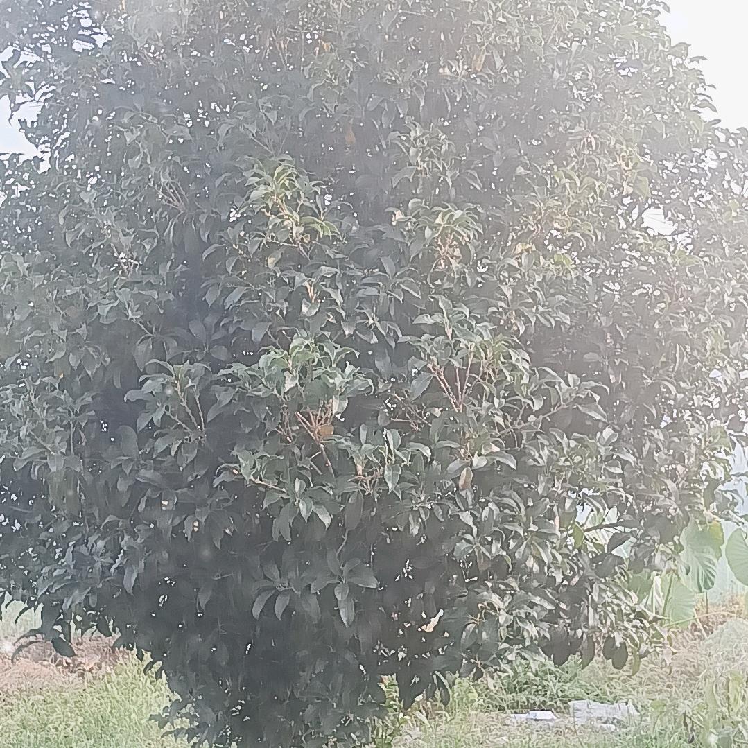 惜怜静雅