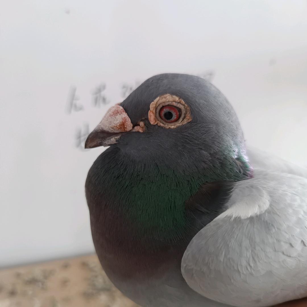 赛鸽之路，不迁就任何人