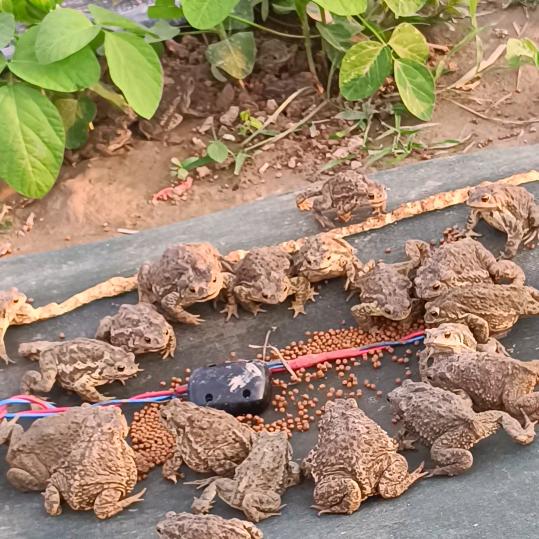 蟾蜍养殖基地金厂长