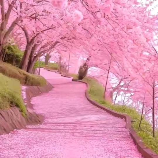 一生有你，🌷🌷🌷