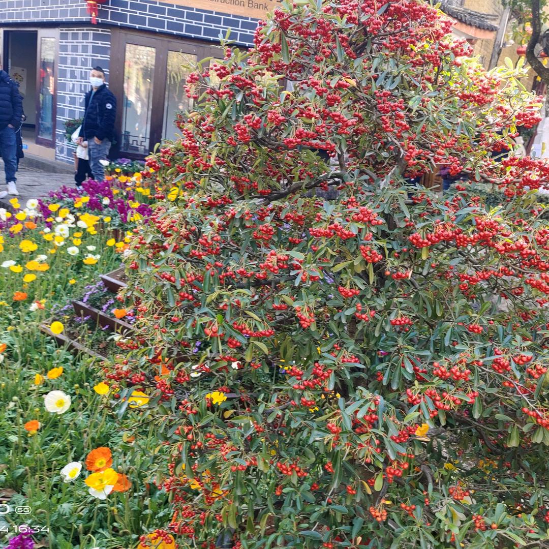 慌言背叛了诺言