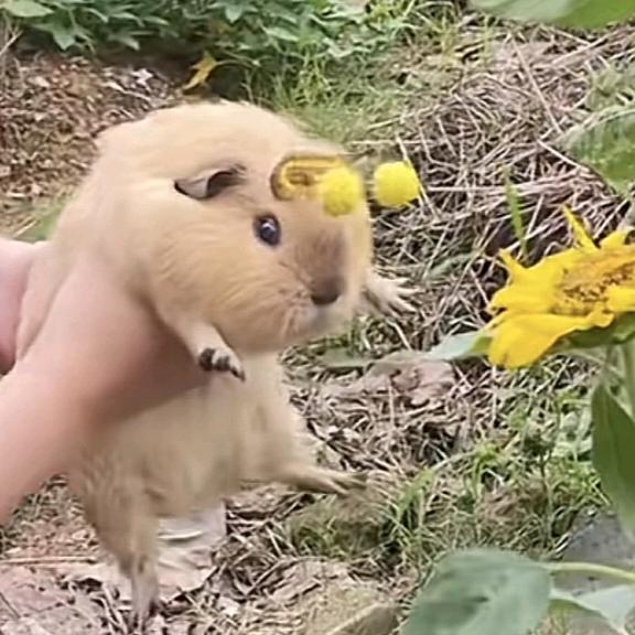 鼠鼠怎么会不开心呢