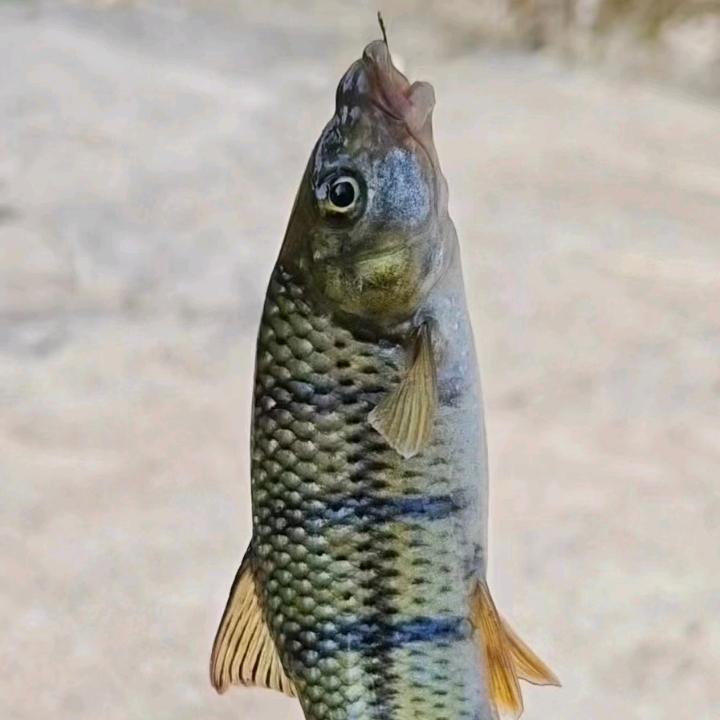 🌛最美的相遇【柒柒】