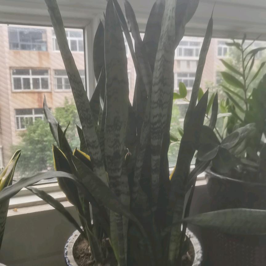 长清疏通老于
