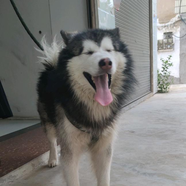 我有一只阿拉斯猪