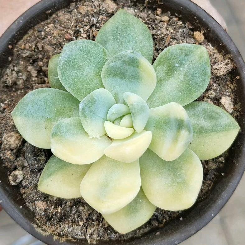 熙芃多肉
