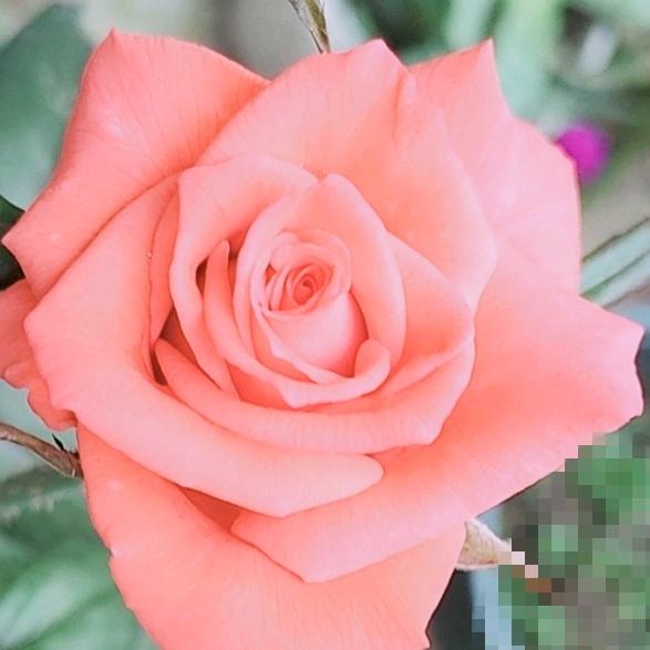 ❤英英姐🌹🌹🌹🐒❤