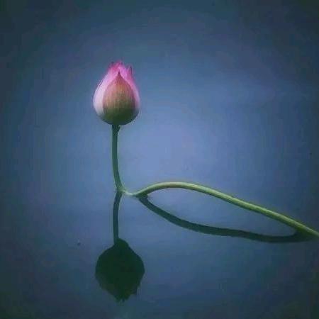 菩提慧禅