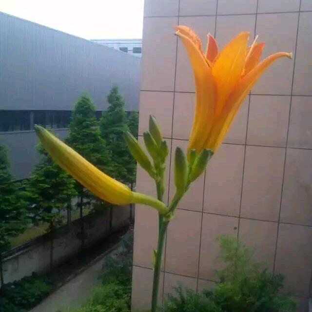 方新彪