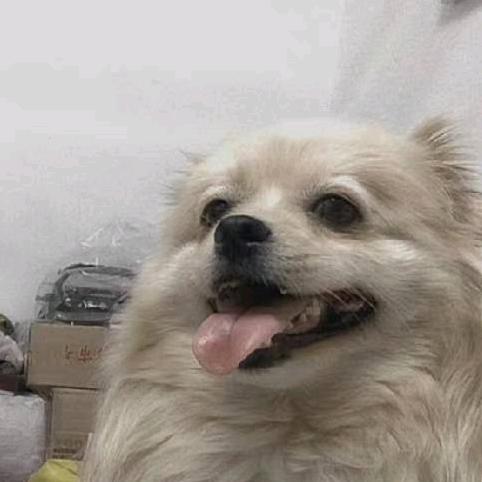 茉莉青提