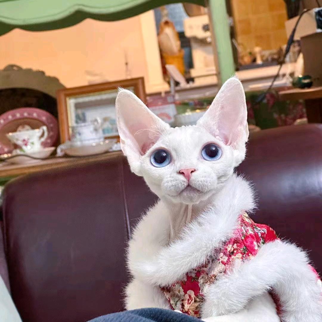 凡遇德文卷毛猫客服