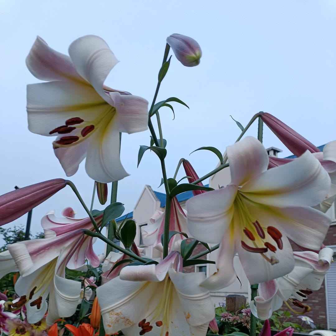 双胎宝妈 日常生活