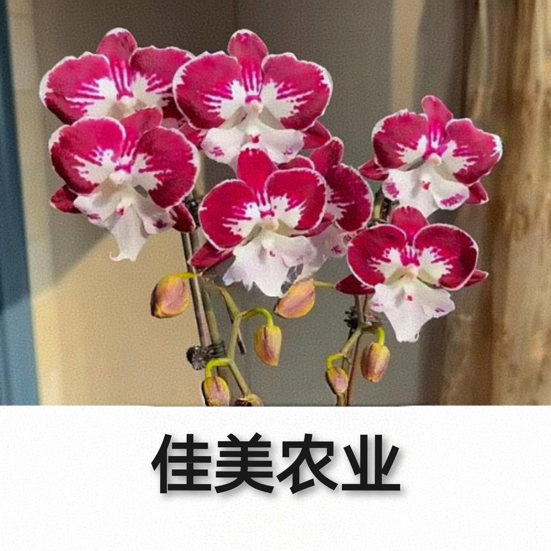 佳美农业