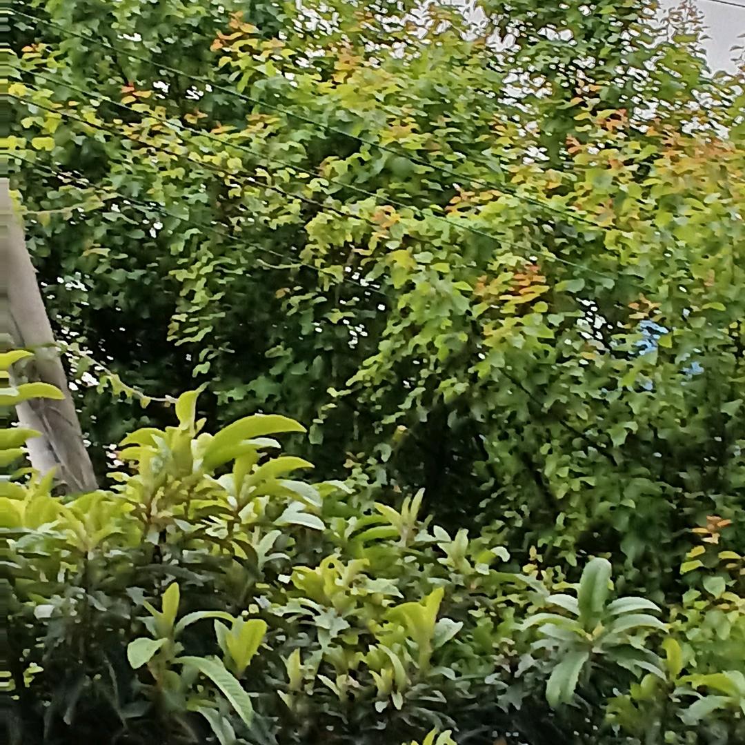 八零年的单身罗坎哥