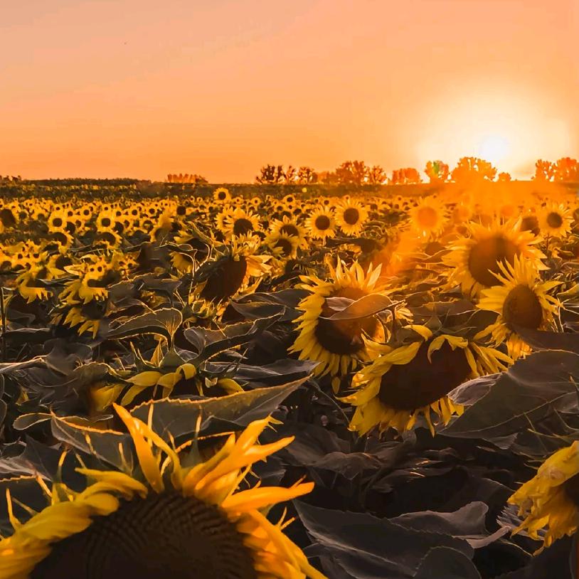 一生励志变瘦的废物女人