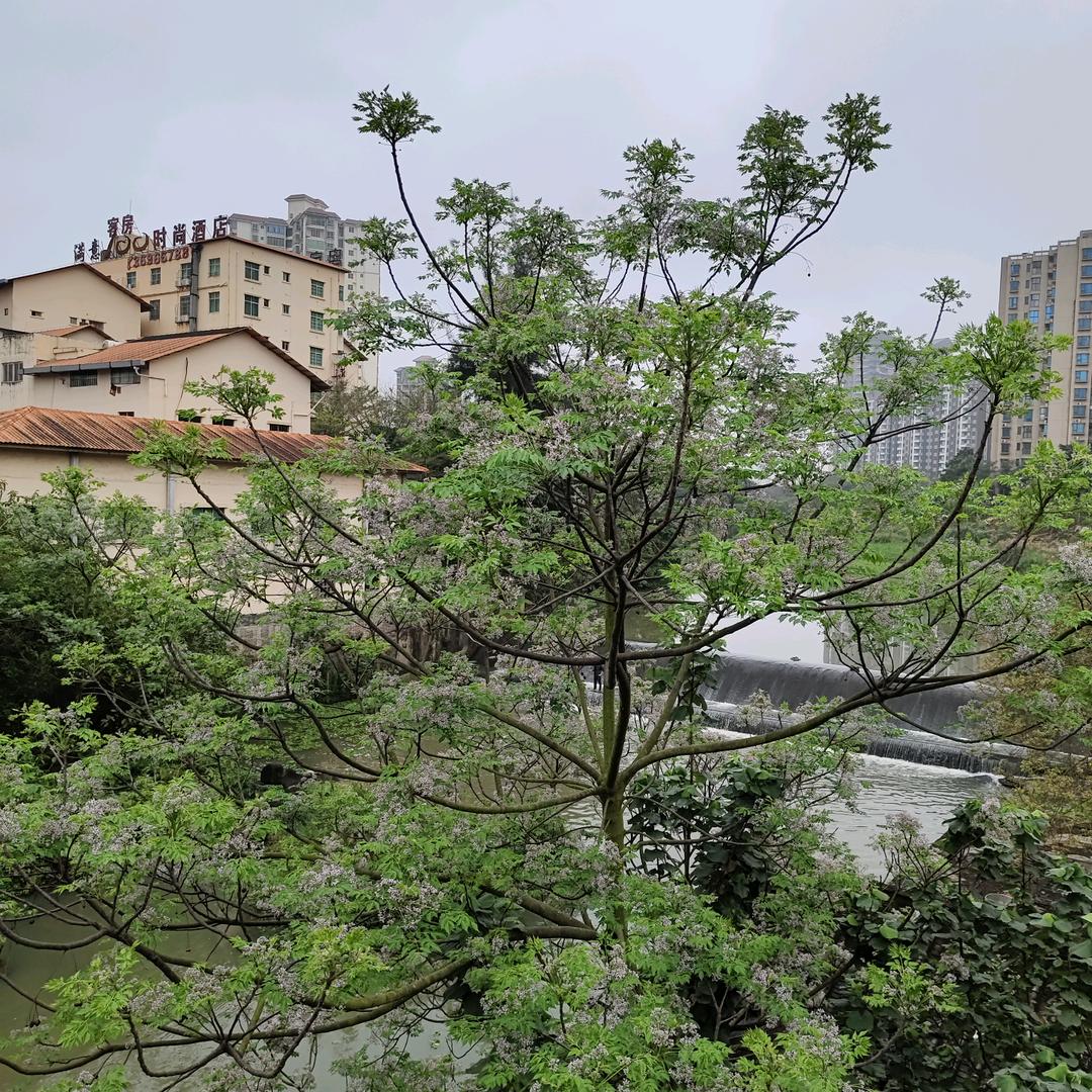 春雨