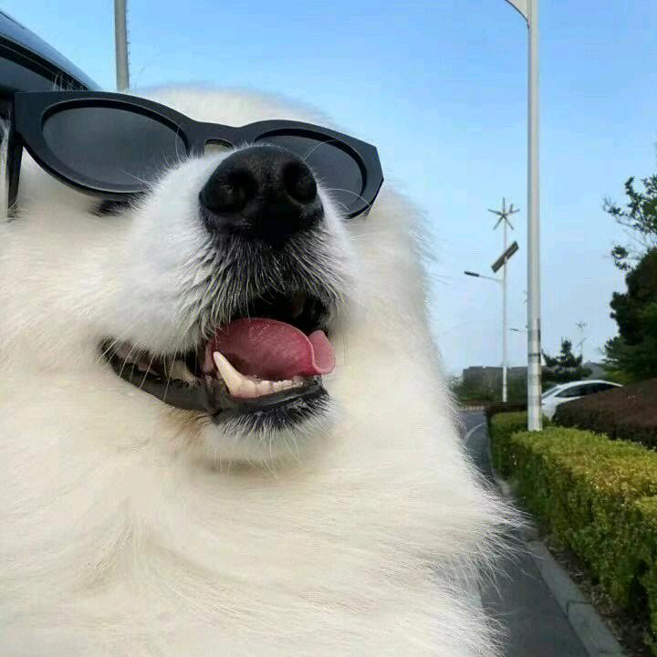 小泉泉精选宠物母婴用品