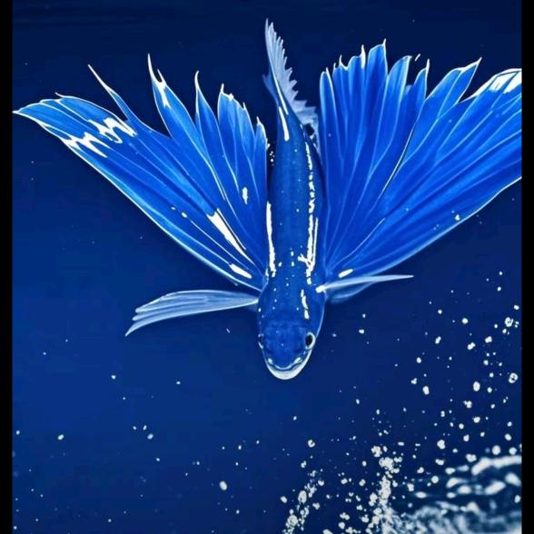一只毛豆