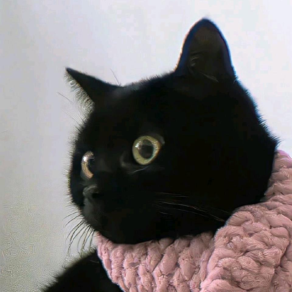 莓狸猫🐱🐱