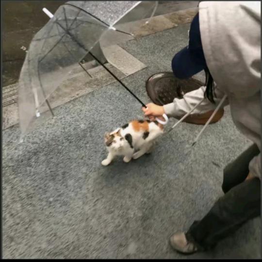 冷枝序.
