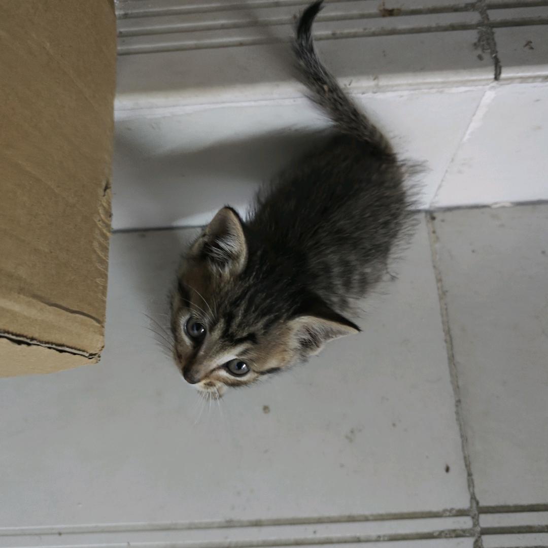 招财猫@发发😾😾