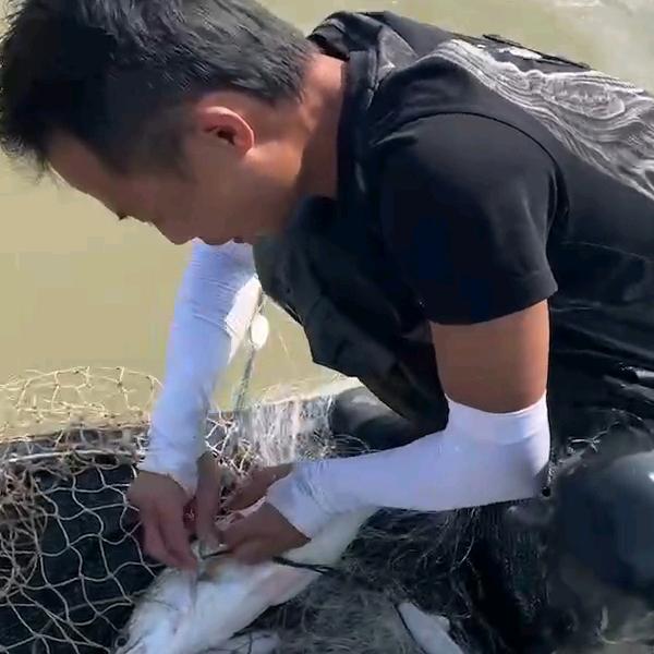 北溪半咸水野生鱼（君仔）