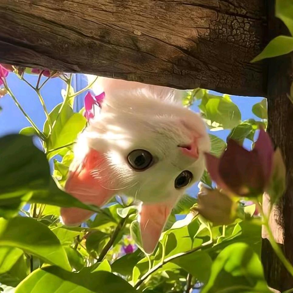 羔羊🌈