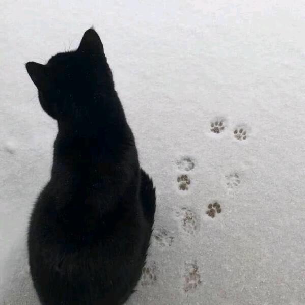 黑猫大王