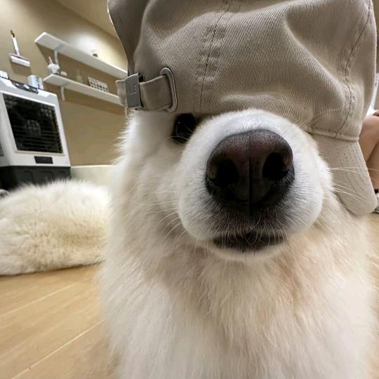 (水仙精)盾牌