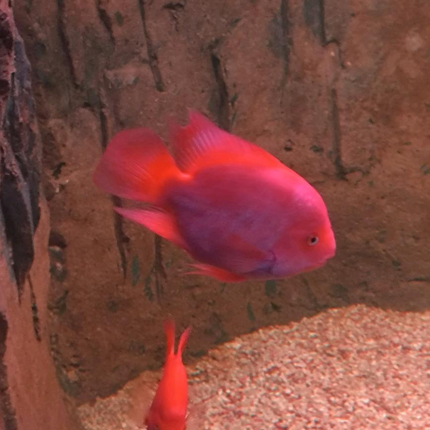 森淼源