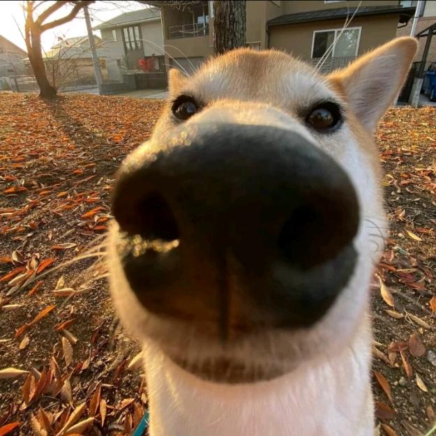 昵称