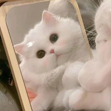 ̶但̶许̶星̶辰̶月̶.（梦女离我远点）
