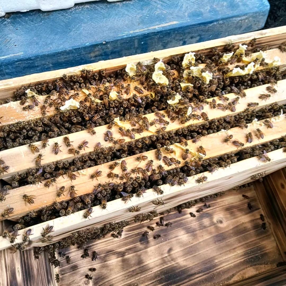 电白土养中蜂蜜