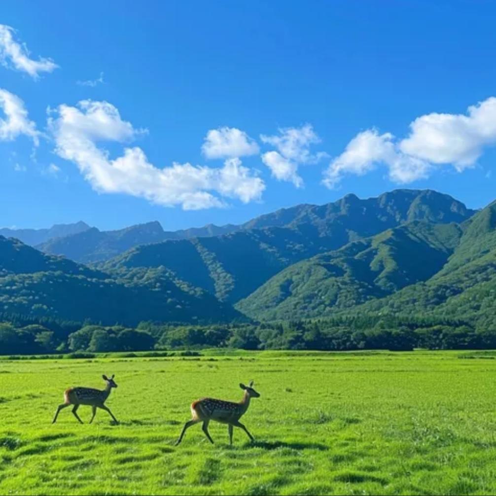 防弹