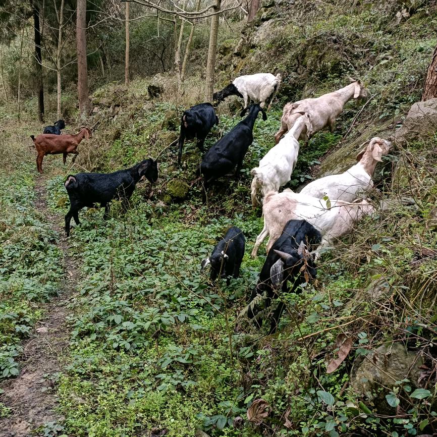 威远小蔡山羊买卖