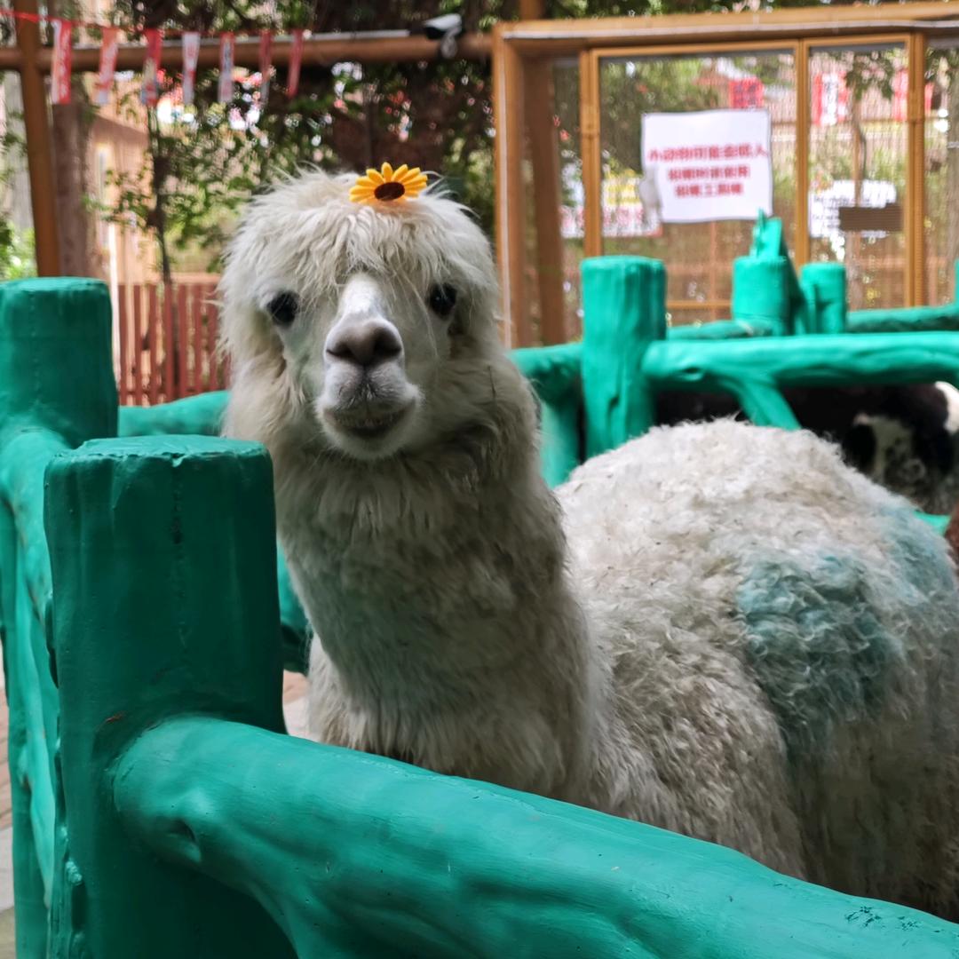 会开心的🍀