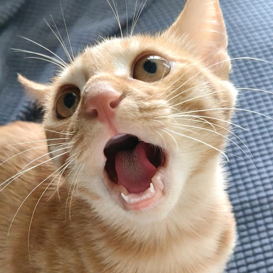 彭小怪