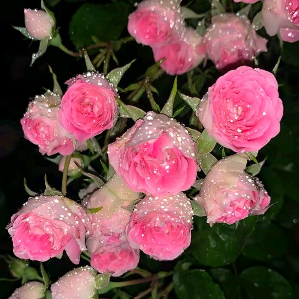 漫步樱花雨