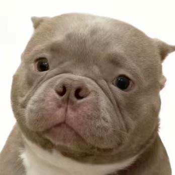 河马（三角洲）