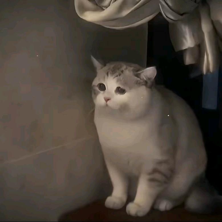 莹儿🔮