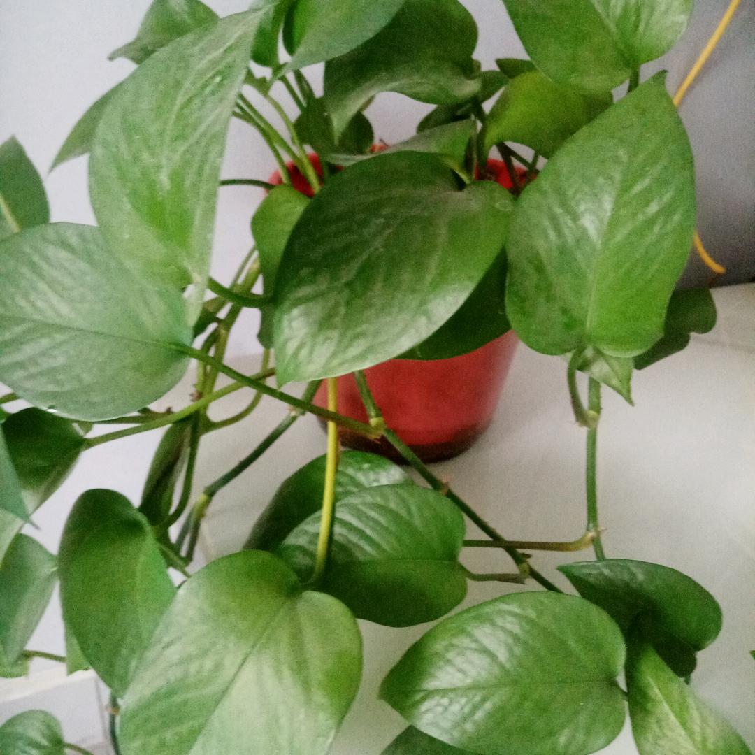 (｡･㉨･｡)ﾉ♡爱唱歌的小鲤鱼