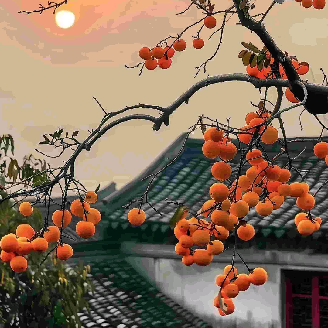 清晨的雨露