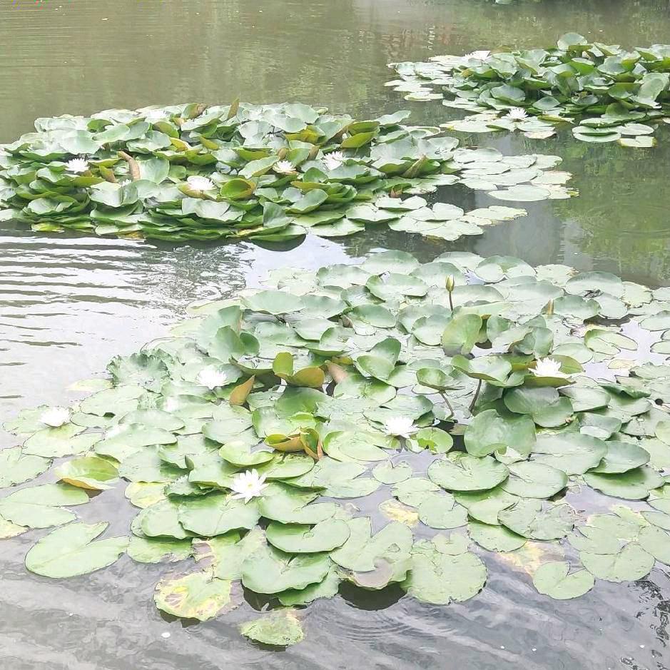 一夜落秋