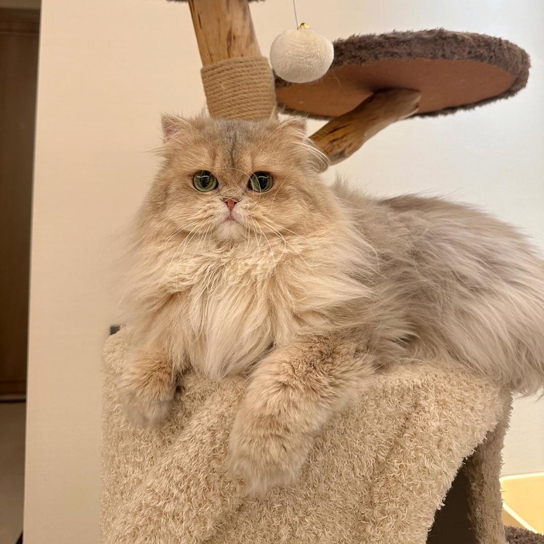 小杨的渐层猫舍