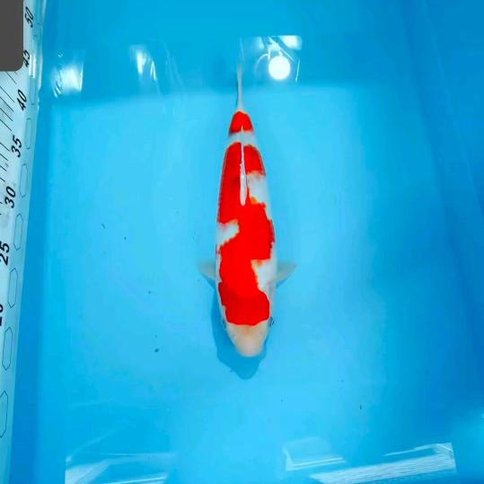 观光园垂钓基地