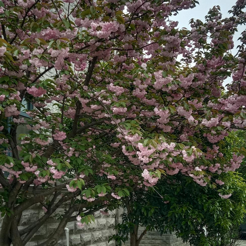 平平淡淡是福