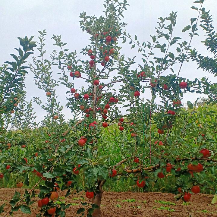 与风同行
