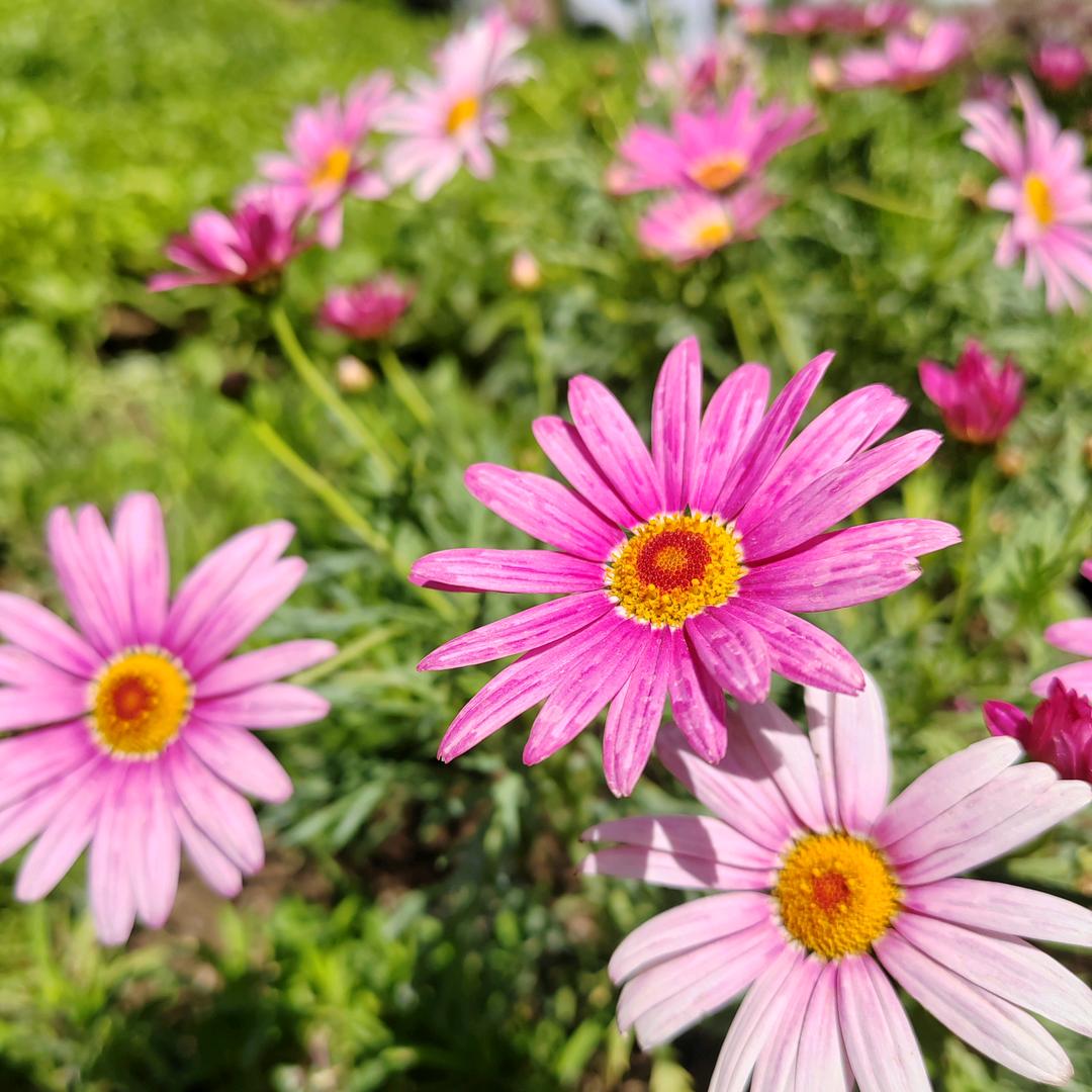 燕儿❤️🌸❤️