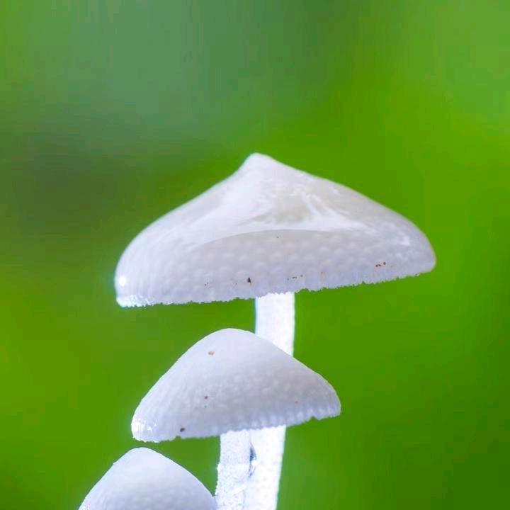 ＾甜系＆姜小年