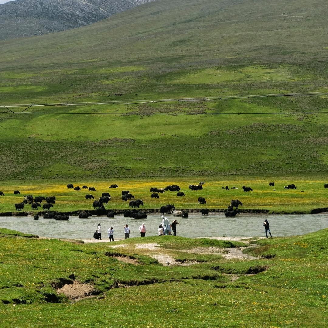 苍溪梨（如意）